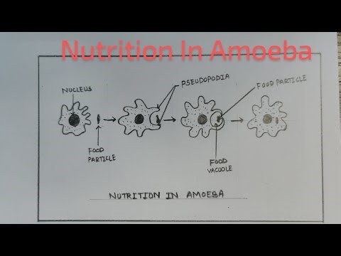 How to draw Nutrition In Amoeba step by step for beginners #education #drawing #bio #scienceforkids