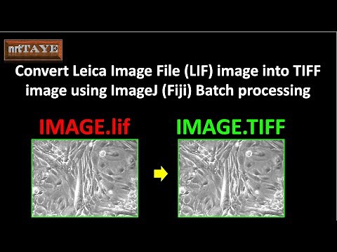 Convert Leica Image File (LIF) into TIFF image using ImageJ (Fiji) batch processing