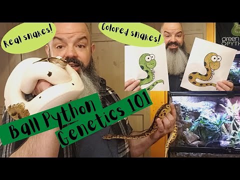 Ball Python Genetics 101 - morphs, genes, breeding