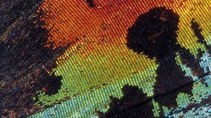 BSc (Hons) Biological Sciences