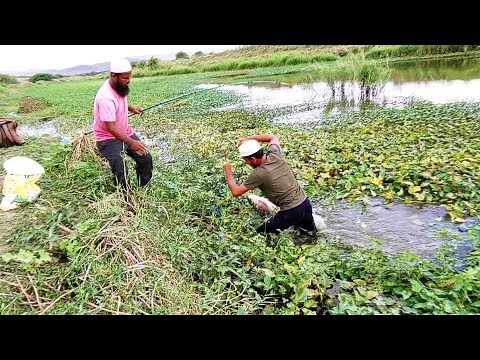 Incredible Fishing|Fisher Man Catching The Rohu Fishes To Catch With Hook|Unique Fishing Video