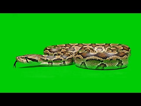 Big Snake / Python on Green Screen | Snake Stock Video