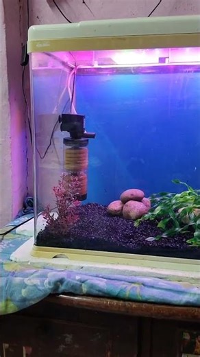 new decoration black sand🐟🐠#blacksandforauarium#newfishtanksetup#aquascapelowtech#aquariumwatwrcloud