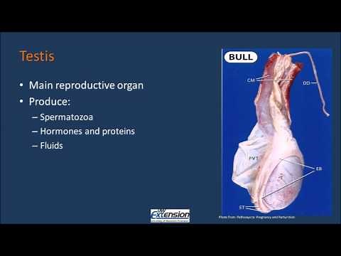 Bull Reproductive Anatomy