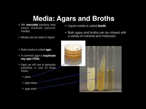 Lab Exercise 1: Introduction to Microbiology
