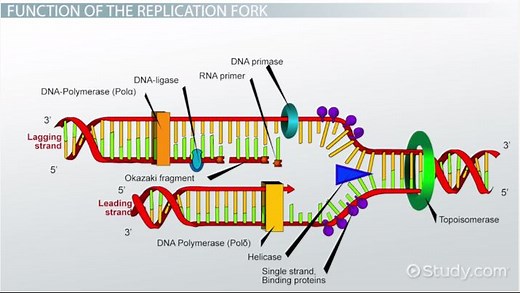 DNA Replication Fork | Overview & Functions