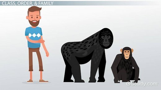 Animal Classification Systems | History & Examples