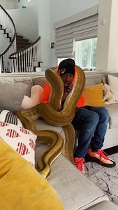 Nick Cannon is in for a giant surprise 🐍 when Jay brings over a few too many snakes! Watch as Nick gets a little in over his head as he wrestles one mighty python after another. 🤯 #snakes #python #nickcannon #reptiles | Jayprehistoricpets