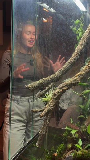 Eerste leven in het aquarium: choris en slakken!