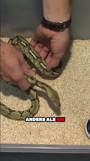 The behavior of reticulated pythons - aggressive, but not biting | Reptil TV