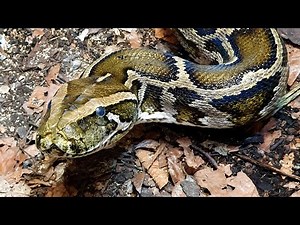 Große Schlangen - Haltung und Pflege