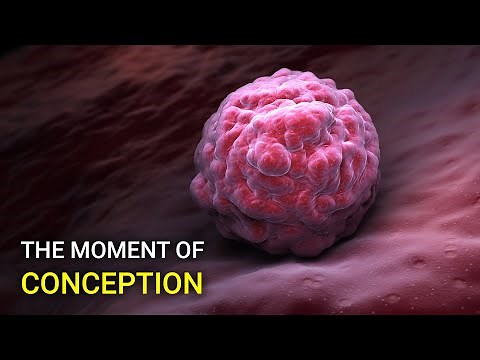 Watch the moment the egg is fertilized