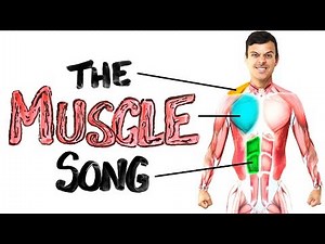 AsapSCIENCE: The Muscle Song (Memorize Your Anatomy) | SCIENCE SONGS