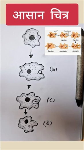 Amoeba class 10 Science diagram drawing #class10 #cbse