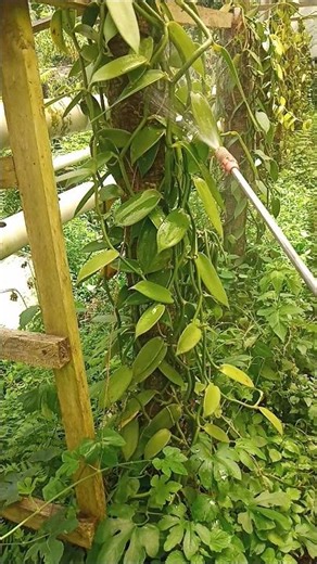 Spraying vanilla using insecticide