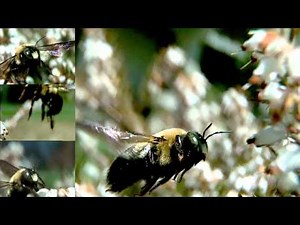 Slow motion Bumble Bee flight
