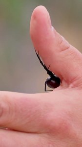 Fear Meets Fangs! | Coyote Peterson