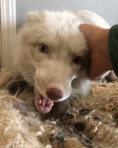 Elmwood’s alien translator must be broken. He can only make chicken noises now. | Juniper Fox