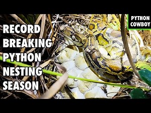 We’ve Never Found This Many Python Nests — Python Nesting Season Is Out of Control