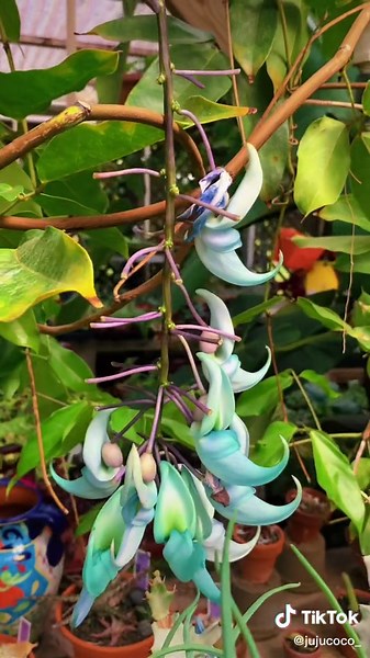 Alien Flowers from the Secret Garden