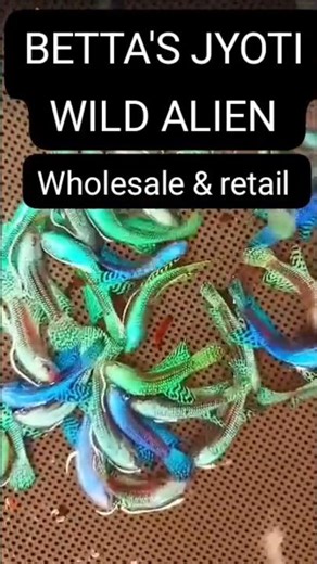 WILD ALIEN BETTA FISH #ALIENBETTA #bettafish #betta #aquariumlife