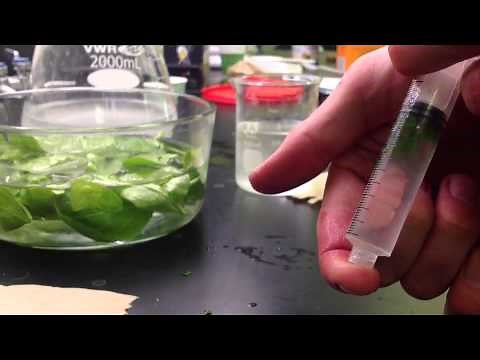 Photosynthesis in Leaf Disks Experiment