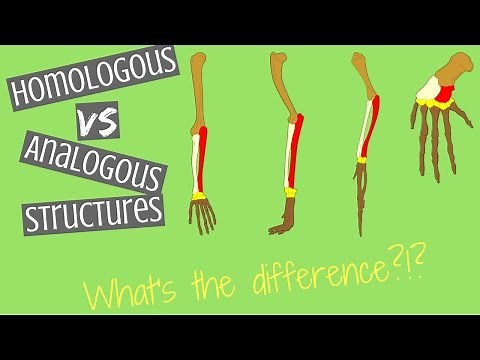 Homologous Structures vs Analogous Structures | Key Differences