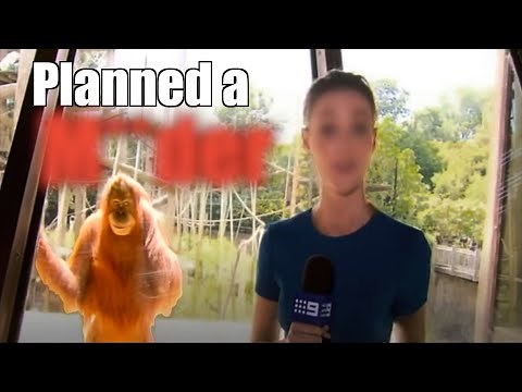 The Potentially Terrifying Intelligence of the Orangutan