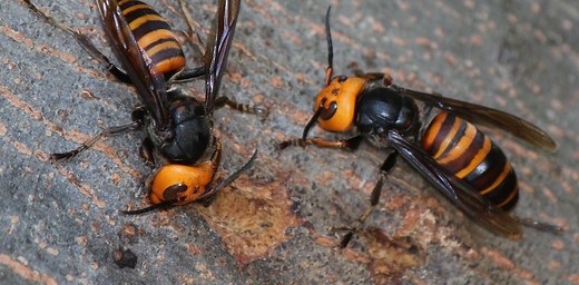 What are Asian giant hornets, and are they really that dangerous? 5 questions answered