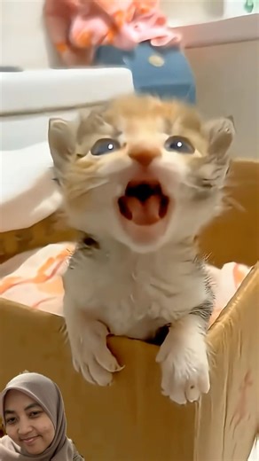 #kitten #animals #baby #catshorts #catsounds #cute #funny #cutie #lucu #kucing #meow #core #cat