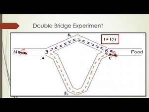 Ant Colony Optimization