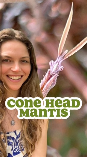 👽 This elusive alien-looking master of camouflage is rarely observed in the wild! The Mediterranean cone-headed mantis has a distinct cone-shaped head topped by long, thread-like antennae. Their slender bodies and spiny legs make them excellent hunters, blending seamlessly into their surroundings with colors ranging from vibrant green to earthy brown. They’re expert ambush predators, patiently waiting to catch unsuspecting insects like flies, moths, and grasshoppers with their quick reflexes. T