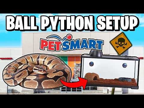 Ball Python Setup for Beginners