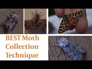 Ultimate Moth Collection Technique
