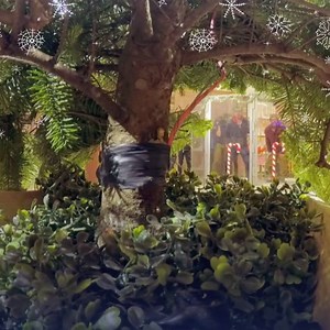 Can you cut down and trim a Christmas tree using explosives? Spoiler alert: YES. Watch us do it, then be sure to tune in to the MythBusters Mega Merry-Thon happening NOW on Science Channel! | Science Channel