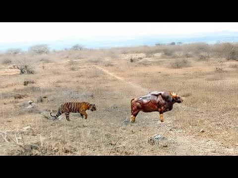 THE TIGER ATTACKED DEATH UNKNOWINGLY