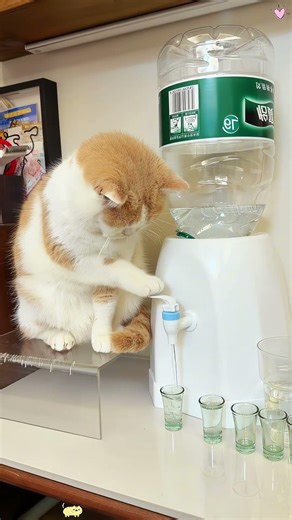 I suspect my cat is an alien.#lol #usa #funny #cat #alien