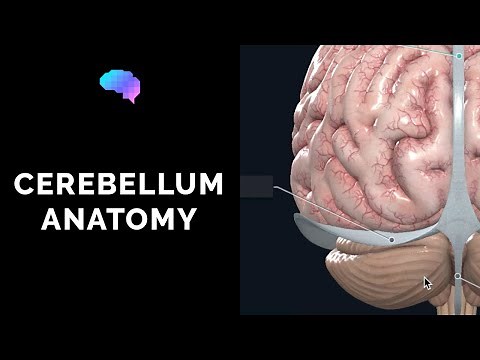 Anatomy of the Cerebellum (3D Anatomy Tutorial) | UKMLA | CPSA | PLAB 2