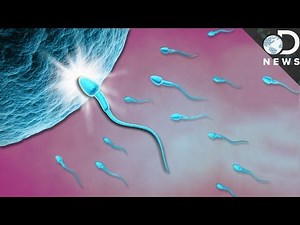 What Exactly Happens When Sperm Meets Egg?