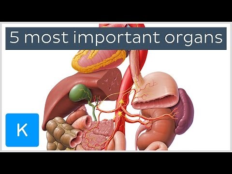 5 most important organs in the Human body - Human Anatomy | Kenhub