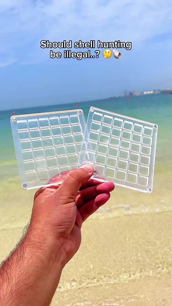 Shell Collecting at the Beach: Tips and Regulations