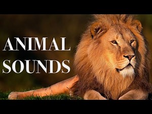 Animal Sounds for Kids to Learn Names & Sounds | 35 Amazing Animals for Children (Babies & Toddlers)