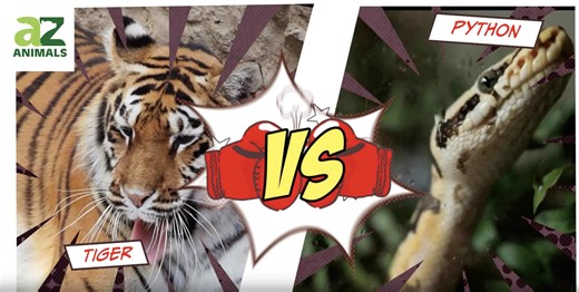 Tiger vs. Python: Jungle Titans in a Fight to the Finish