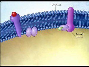 An Overview of the Endocrine System | Anatomy and Physiology II