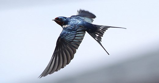 Monty Python and the Holy Grail: Airspeed Velocity of an Unladen Swallow