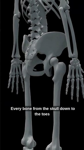 Human Skeleton 3D Model Full Body Bone Structure Explained