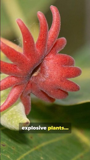 The Plant That Explodes When You Touch It — The Sandbox Tree