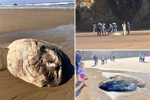 Strange alien-like fish washes up on Oregon beach, creates ‘quite a stir’