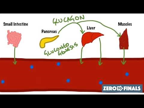 Blood Glucose Regulation and Diabetes