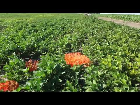 Weed recognition in soybean crops with AI from drones.
